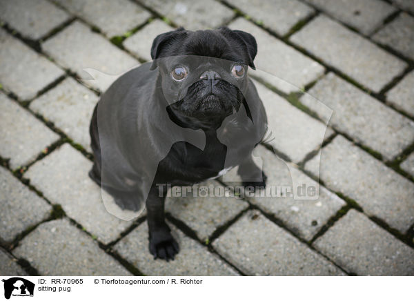 sitzender Mops / sitting pug / RR-70965