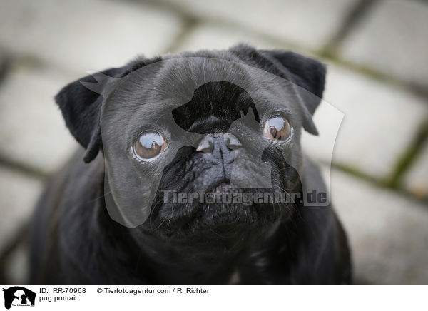 Mops Portrait / pug portrait / RR-70968