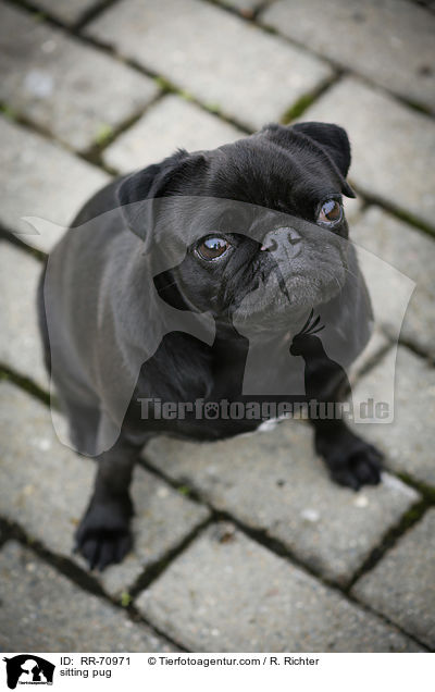 sitzender Mops / sitting pug / RR-70971