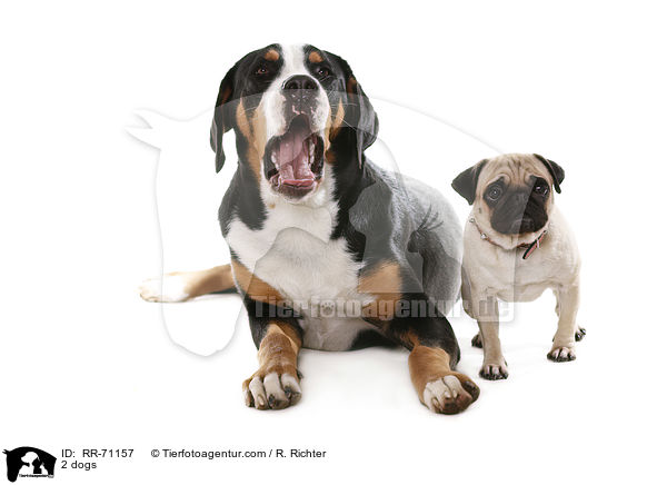 2 Hunde / 2 dogs / RR-71157