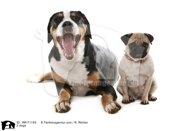 2 dogs / RR-71159