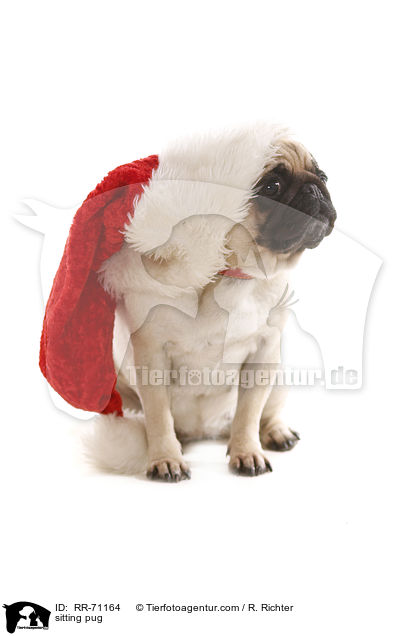 sitzender Mops / sitting pug / RR-71164