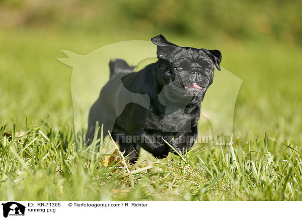 running pug / RR-71365