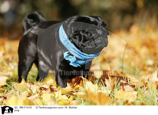 Mops / pug / RR-71410