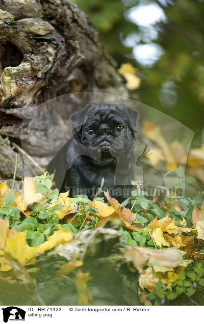 sitzender Mops / sitting pug / RR-71423