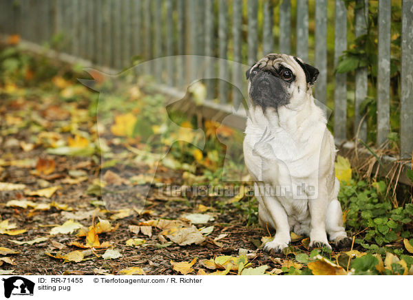 sitzender Mops / sitting pug / RR-71455