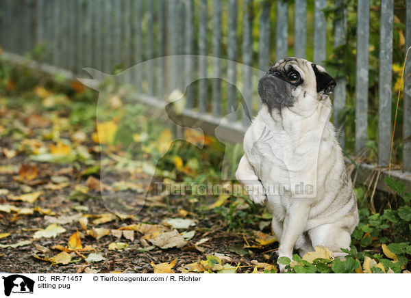 sitzender Mops / sitting pug / RR-71457