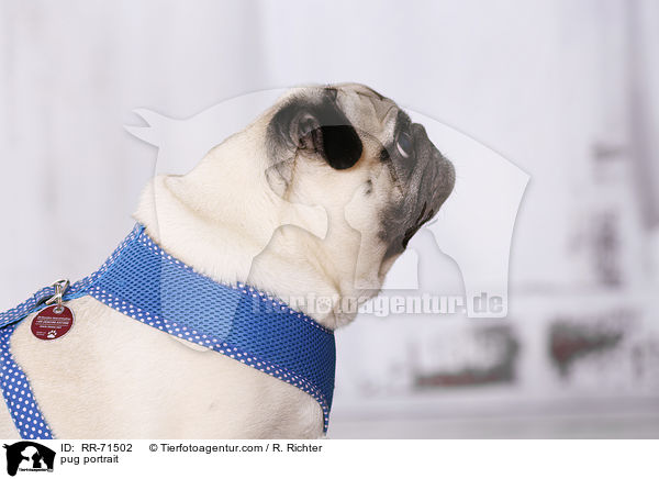 Mops Portrait / pug portrait / RR-71502