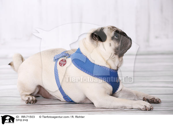 liegender Mops / lying pug / RR-71503