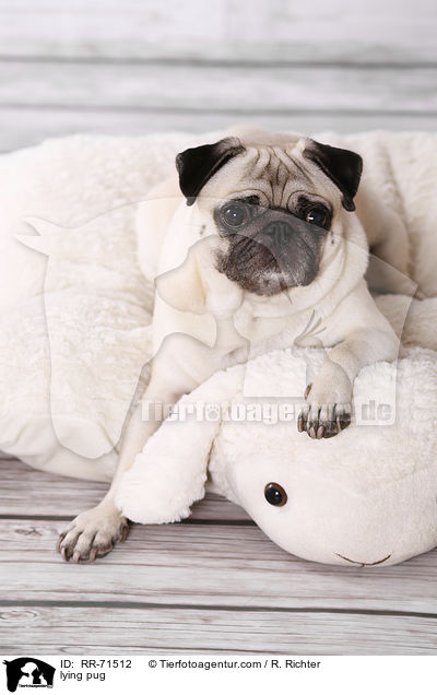 liegender Mops / lying pug / RR-71512