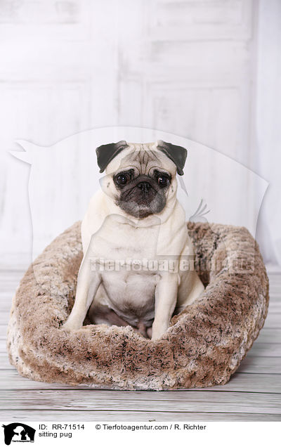 sitting pug / RR-71514