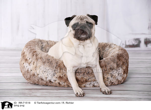 liegender Mops / lying pug / RR-71518