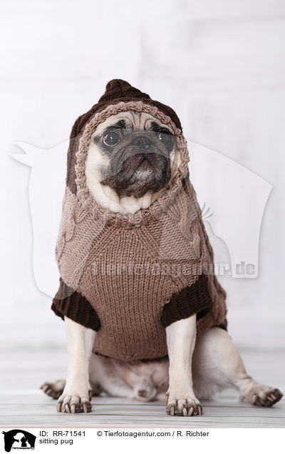 sitting pug / RR-71541
