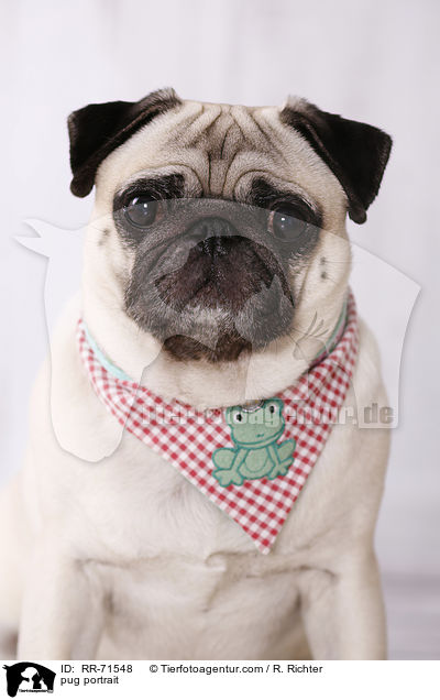 Mops Portrait / pug portrait / RR-71548
