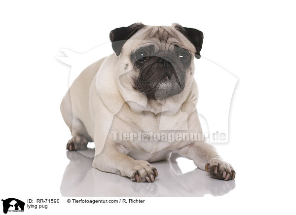 liegender Mops / lying pug / RR-71590