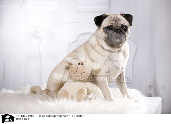 sitzender Mops / sitting pug / RR-71655