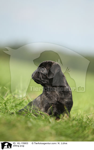 sitzender Mops / sitting pug / KL-15863