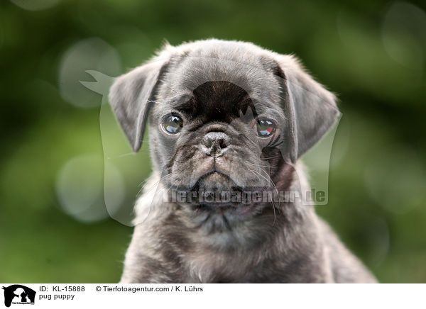pug puppy / KL-15888