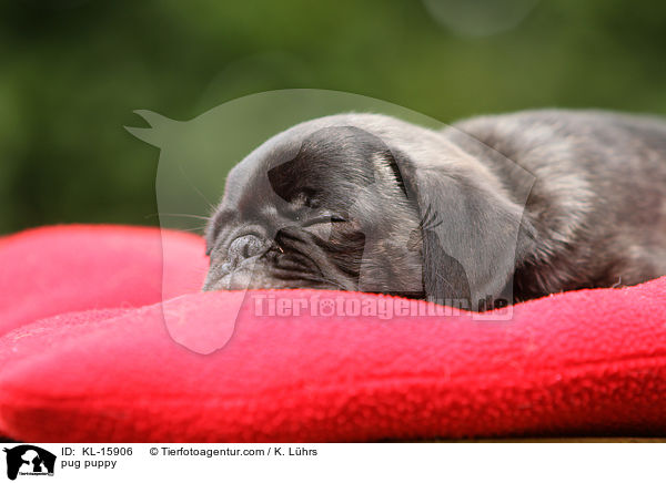 Mops Welpe / pug puppy / KL-15906