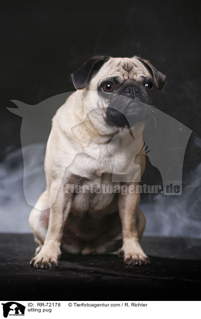 sitzender Mops / sitting pug / RR-72178
