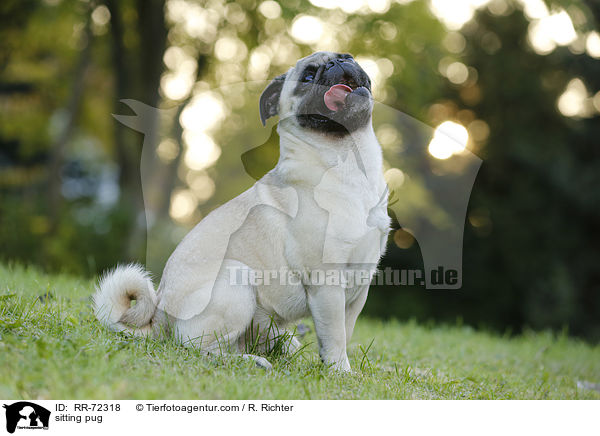 sitzender Mops / sitting pug / RR-72318