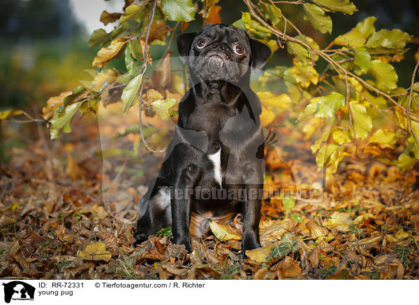 junger Mops / young pug / RR-72331