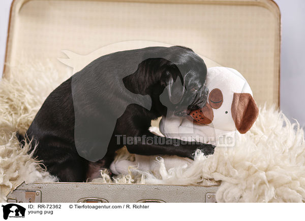 junger Mops / young pug / RR-72362