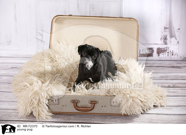 junger Mops / young pug / RR-72370