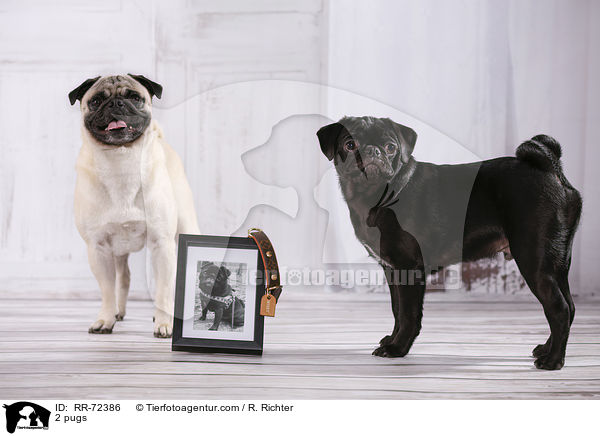 2 Mpse / 2 pugs / RR-72386