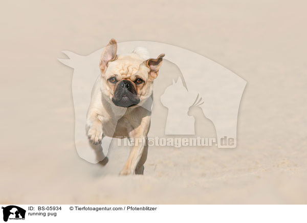 running pug / BS-05934