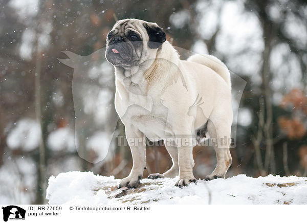 Mops im Winter / pug at winter / RR-77659