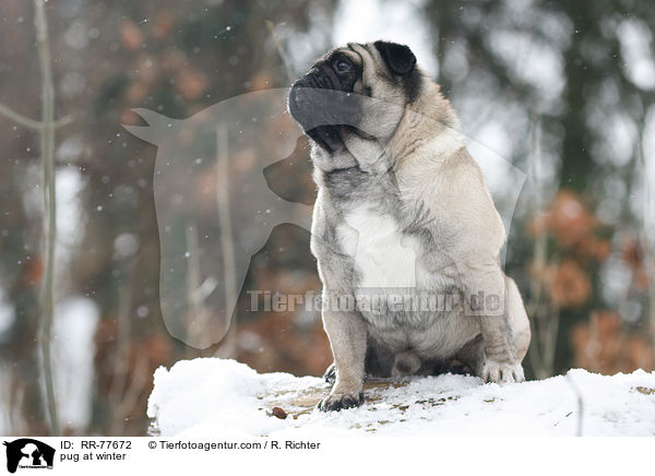 Mops im Winter / pug at winter / RR-77672