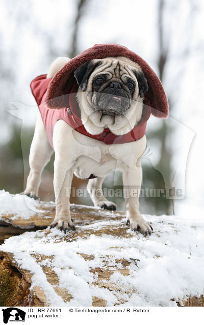Mops im Winter / pug at winter / RR-77691
