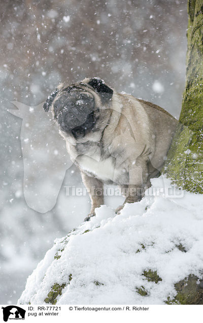 Mops im Winter / pug at winter / RR-77721