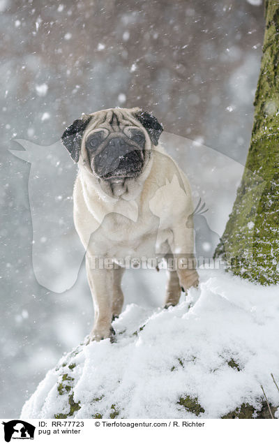 Mops im Winter / pug at winter / RR-77723