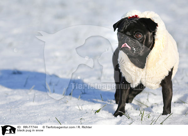 schwarzer Mops im Schnee / black pug in snow / RR-77744