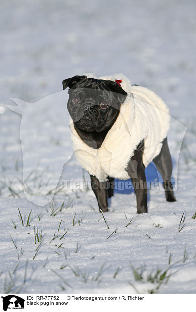 schwarzer Mops im Schnee / black pug in snow / RR-77752