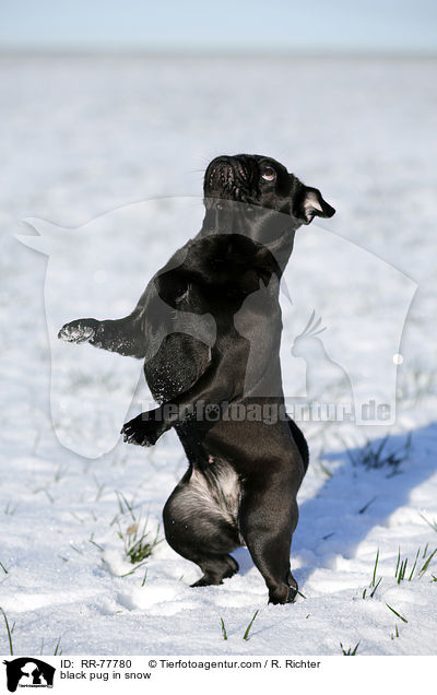 schwarzer Mops im Schnee / black pug in snow / RR-77780