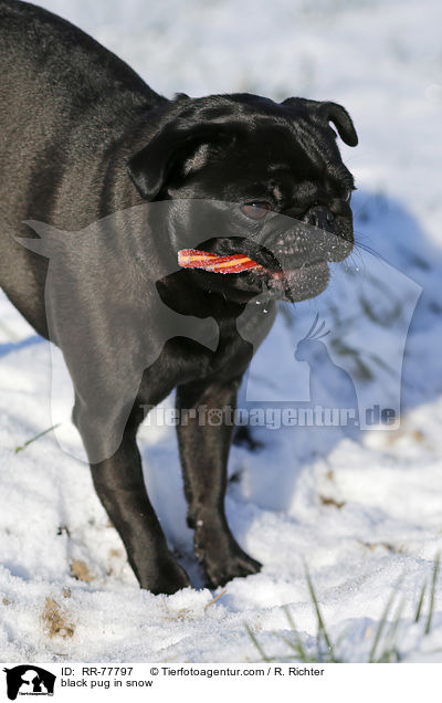 schwarzer Mops im Schnee / black pug in snow / RR-77797