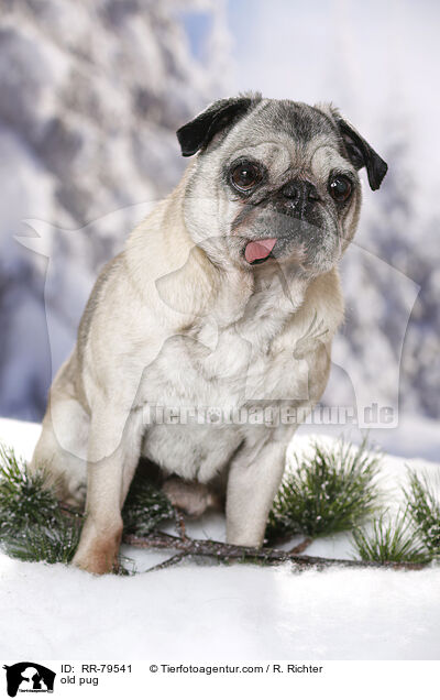 alter Mops / old pug / RR-79541
