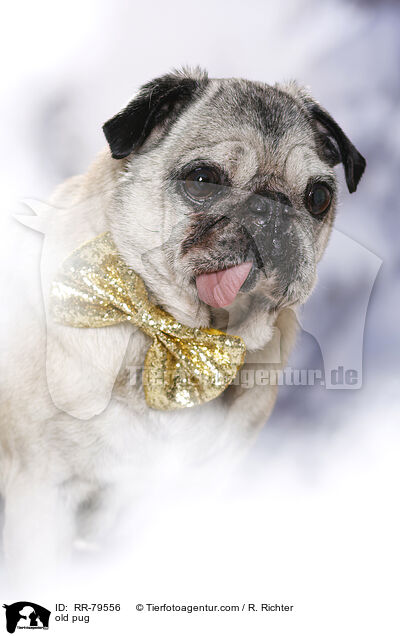alter Mops / old pug / RR-79556
