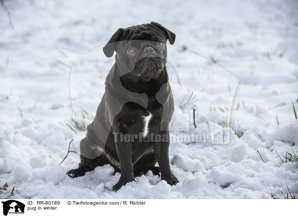 pug in winter / RR-80189
