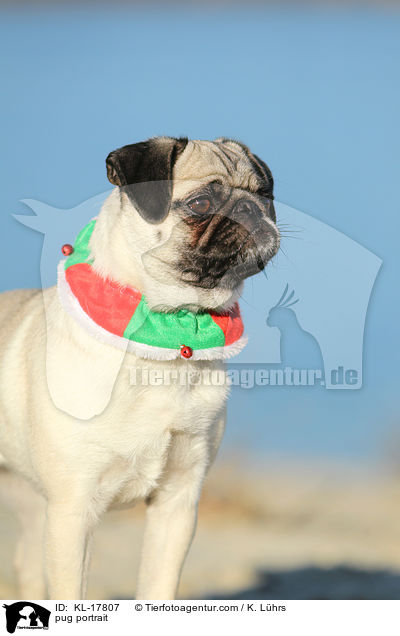 Mops Portrait / pug portrait / KL-17807