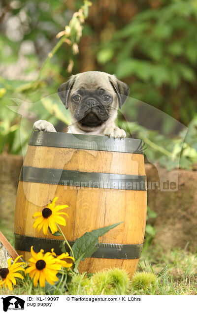 Mops Welpe / pug puppy / KL-19097