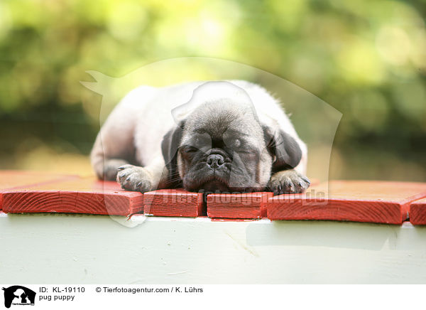 Mops Welpe / pug puppy / KL-19110