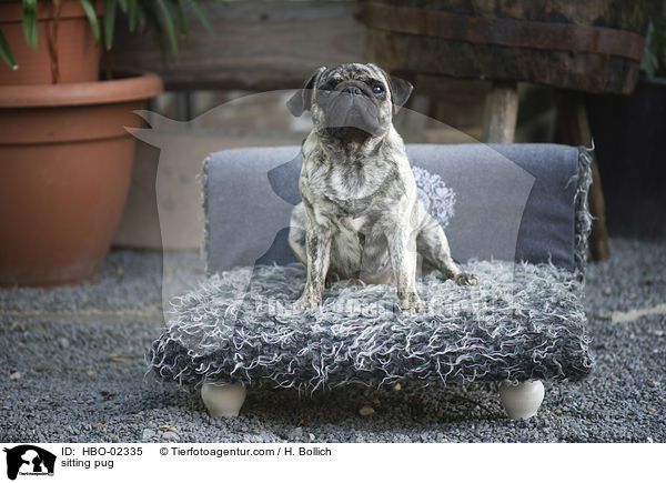 sitzender Mops / sitting pug / HBO-02335