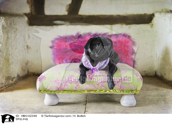 liegender Mops / lying pug / HBO-02348