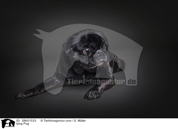 liegender Mops / lying Pug / SM-01533