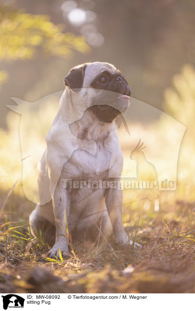 sitzender Mops / sitting Pug / MW-08092