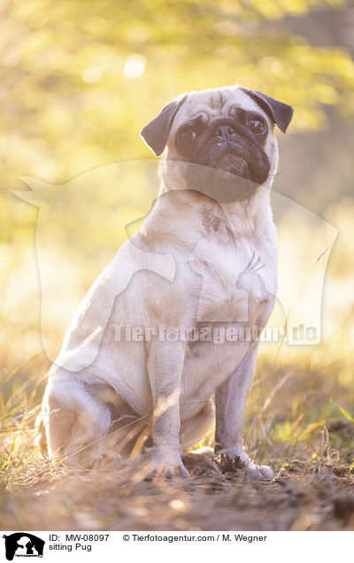 sitzender Mops / sitting Pug / MW-08097